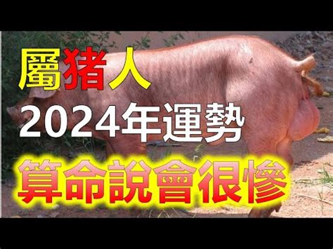 豬年運勢|2024年屬豬人全年整體運勢詳解